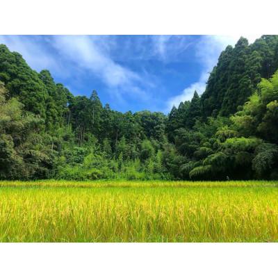 ふるさと納税 大網白里市 【毎月定期便】2年連続特A評価!千葉県産コシヒカリ 無洗米 5kg(5kg×1袋)全3回 |  | 02