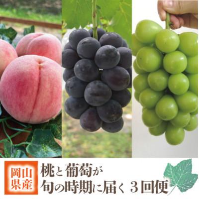 ふるさと納税 真庭市 [発送月固定定期便][2026年先行予約]旬採り桃とピオーネ、シャインマスカットが届く/岡山産全3回