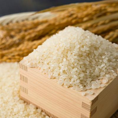 ふるさと納税 智頭町 【毎月定期便】【食味鑑定士厳選】鳥取県産 きぬ