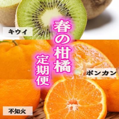 ふるさと納税 印南町 [発送月固定定期便]和歌山の春のフルーツ(キウイ・ポンカン・不知火)全3回