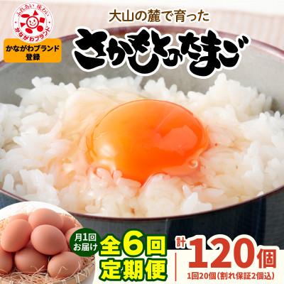 ふるさと納税 伊勢原市 [毎月定期便]合計120個 大山の麓で育ったさかもとのたまご (10個×2パック)全6回