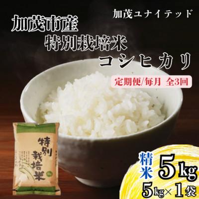 ふるさと納税 加茂市 [発送月固定定期便]特別栽培米コシヒカリ 精米 5kg 10月上旬より順次発送全3回