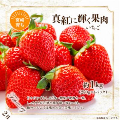 ふるさと納税 宮崎市 【発送月固定定期便】南国くだもの定期便【Y52】全6回 |  | 03