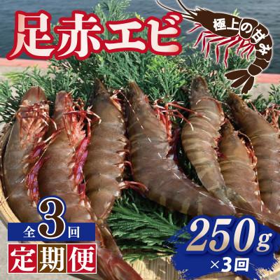 ふるさと納税 泉佐野市 [毎月定期便]足赤エビ250g×全3回 計750g[天然 生食可]全3回