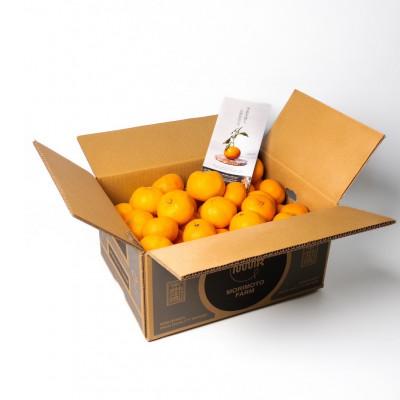 ふるさと納税 海南市 [発送月固定定期便]森本農園の手選別みかん 家庭用 4.5kg全4回