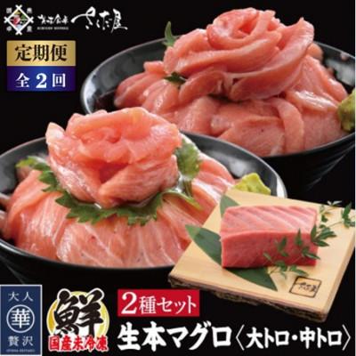 ふるさと納税 越前町 [2ヵ月毎定期便]国産生本マグロ 大トロと中トロ 2種セット 合計300g全2回