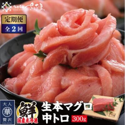 ふるさと納税 越前町 [2ヵ月毎定期便]「生本まぐろ」中トロ 300g(2〜3柵)全2回