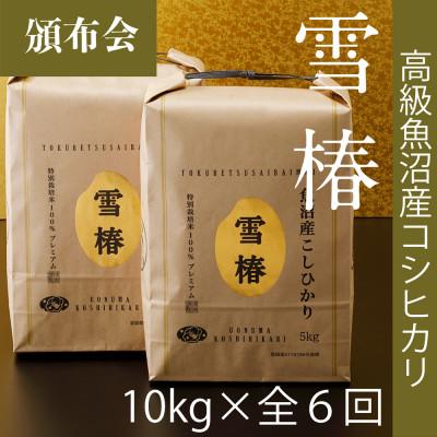 ふるさと納税 津南町 [発送月固定定期便]<令和8年産先行予約>高級魚沼産コシヒカリ「雪椿」10kg(5kg×2袋)全6回
