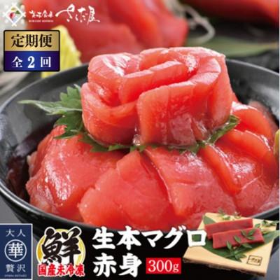 ふるさと納税 越前町 [2ヵ月毎定期便]「生本まぐろ」赤身 300g(2〜3柵)全2回