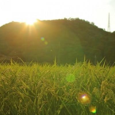 ふるさと納税 猪名川町 [毎月定期便]猪名川町のお米・コシヒカリ(玄米)30kg×全2回