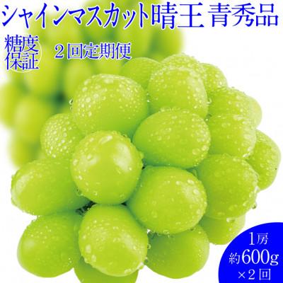 ふるさと納税 倉敷市 [発送月固定定期便]9月10月 岡山県産 シャインマスカット晴王 1房約600g全2回