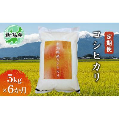 ふるさと納税 新潟市 [毎月定期便]新潟産コシヒカリ 5kg お米 [54071122]全6回