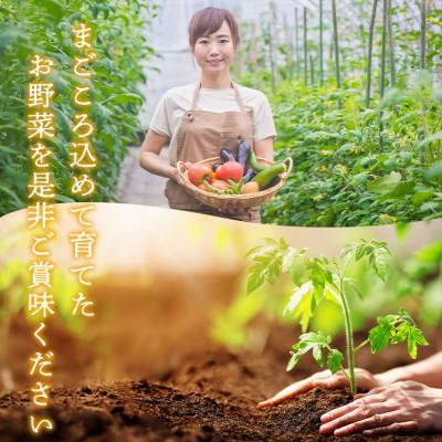 ふるさと納税 阿蘇市 【毎月定期便】季節のお野菜セットMサイズ 旬のお野菜を厳選してお届け全6回 |  | 03