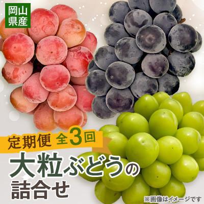 ふるさと納税 美咲町 [発送月固定定期便]10月〜12月 大粒ぶどうの詰め合わせ全3回