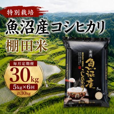 ふるさと納税 小千谷市 [毎月定期便]魚沼産コシヒカリ 特別栽培 棚田米 精米5kg全6回