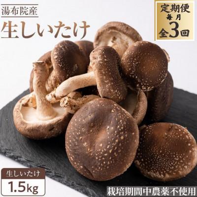ふるさと納税 由布市 [毎月定期便]全国3位の湯布院産菌床生しいたけ A・B品(2L/L) 1.5kg全3回