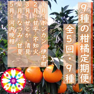 ふるさと納税 八幡浜市 [発送月固定定期便]愛咲果樹園「9種の柑橘定期便」(1月〜5月)[71-77]全5回
