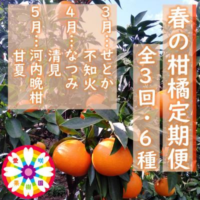 ふるさと納税 八幡浜市 [発送月固定定期便]愛咲果樹園「春の柑橘定期便」(3月〜5月)[71-76]全3回