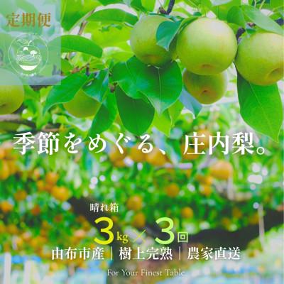 ふるさと納税 由布市 [発送月固定定期便]季節をめぐる庄内梨 |8・9・10月|樹上完熟・農家直送全3回