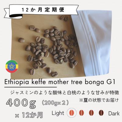 ふるさと納税 筑後市 [発送月固定定期便]エチオピア カッファマザーツリーボンガG1 400g(200g×2)全12回