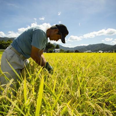 ふるさと納税 与謝野町 【毎月定期便】京都府産「京の豆っこ米」 玄米5kg　おいしい丹後のコシヒカリ　農家直送全3回 |  | 01