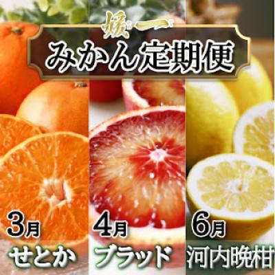 ふるさと納税 八幡浜市 [発送月固定定期便]愛媛が誇る旬の柑橘めぐり(せとか・ブラッド・河内晩柑)[28-55]全3回