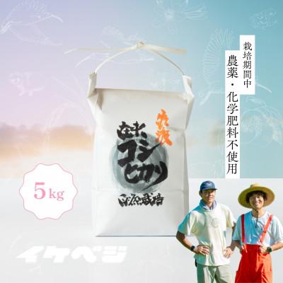 ふるさと納税 佐渡市 [発送月固定定期便][在来コシヒカリ]白米 5kg 新潟県佐渡産全6回