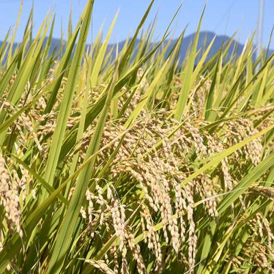 ふるさと納税 最上町 【発送月固定定期便】買い忘れなしで美味しい特別栽培米つや姫5kg(無洗米)が届く全3回 |  | 01