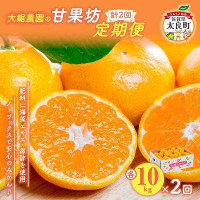 ふるさと納税 太良町 [発送月固定定期便]大鋸農園の甘果坊 10kg [P81×1]全2回