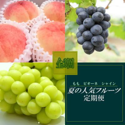 ふるさと納税 那智勝浦町 [発送月固定定期便]和歌山の夏の人気フルーツ定期便(桃・たねなしピオーネ・シャインマスカット)全3回