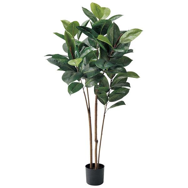 完売 天然野生の可愛い【柊さんと樅の木さんセット】柊＊樅の木