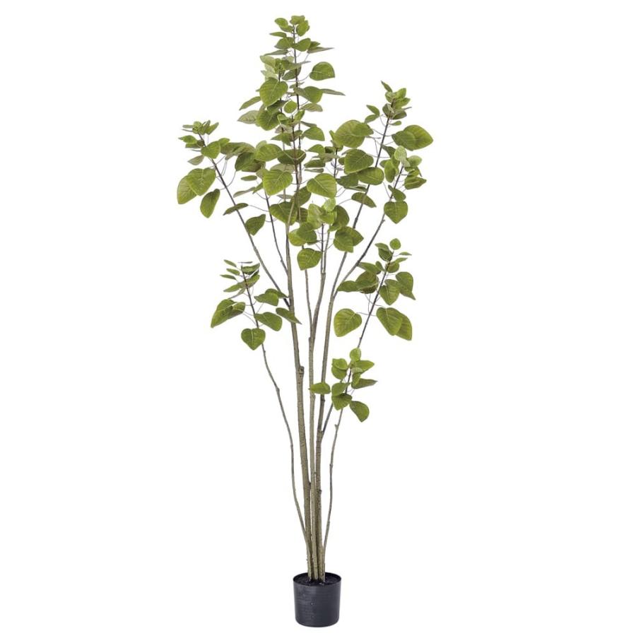 大型 フィカス エラスティカ S字仕立て 陶器鉢 植え込み発送 大型