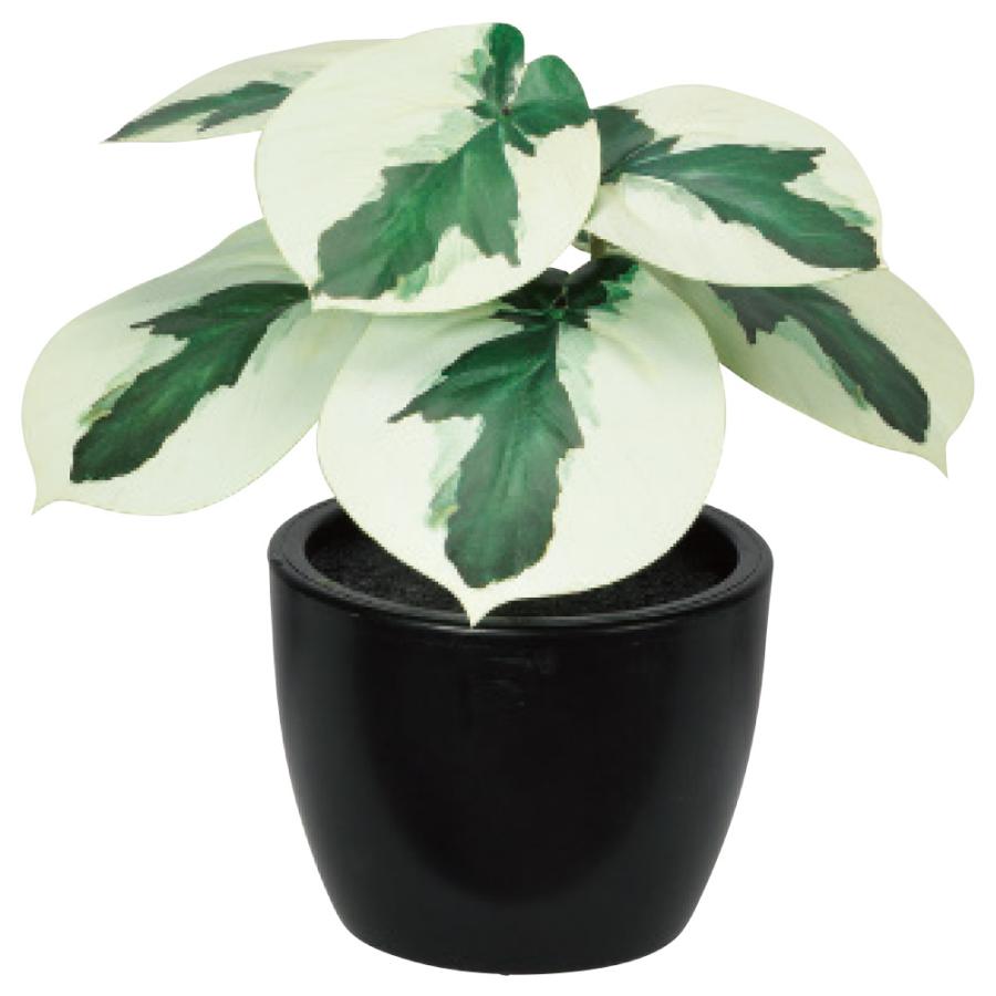 フェイクグリーン 観葉植物 とりよせ品 ペペロミア(ポット付) 造花 人工観葉 小さめ インテリア インテリアフラワー 店舗装飾 春 アスカ ASCA アスカ商会（Yahoo!・造花ドライフラワー専門問屋花びし）