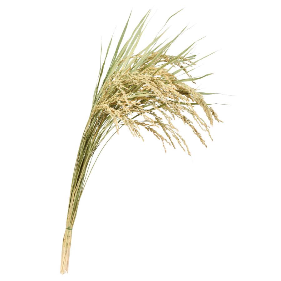 正月 ベース とりよせ品 Asca アスカ 新潟コシヒカリ稲穂 正月飾り お正月飾り お正月リース しめ縄 注連縄 しめなわ 正月 玄関 Asc A 造花ドライフラワー専門問屋花びし 通販 Yahoo ショッピング
