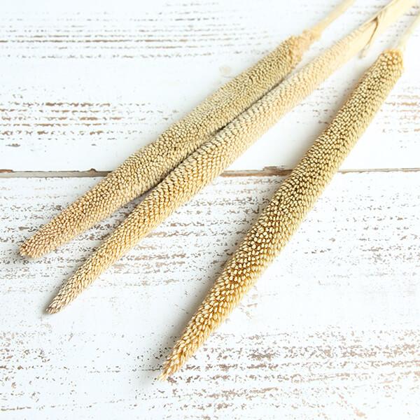 ドライフラワー 即日出荷 Coretrading ババラ ナチュラル Cor 造花ドライフラワー専門問屋花びし 通販 Yahoo ショッピング