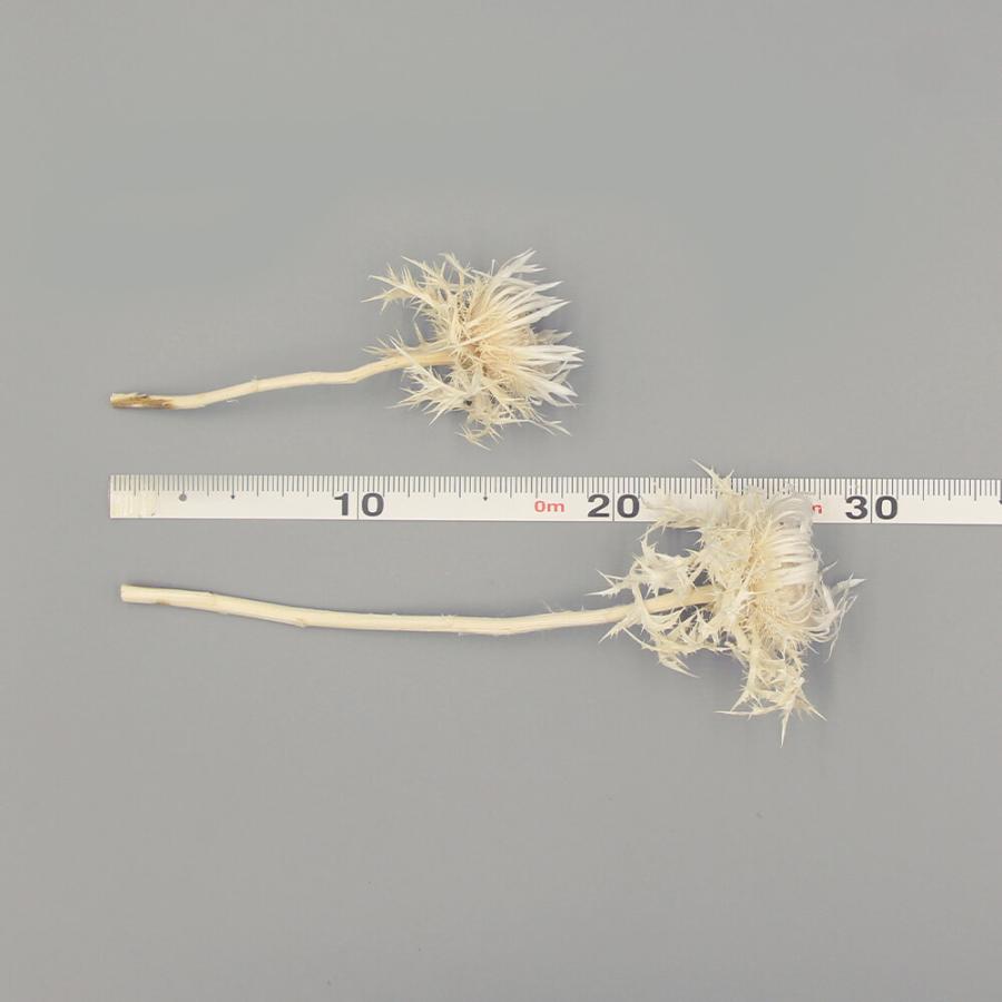 ドライフラワー 花材 即日出荷 シルバーアザミ サラシ 薊 あざみ 素材