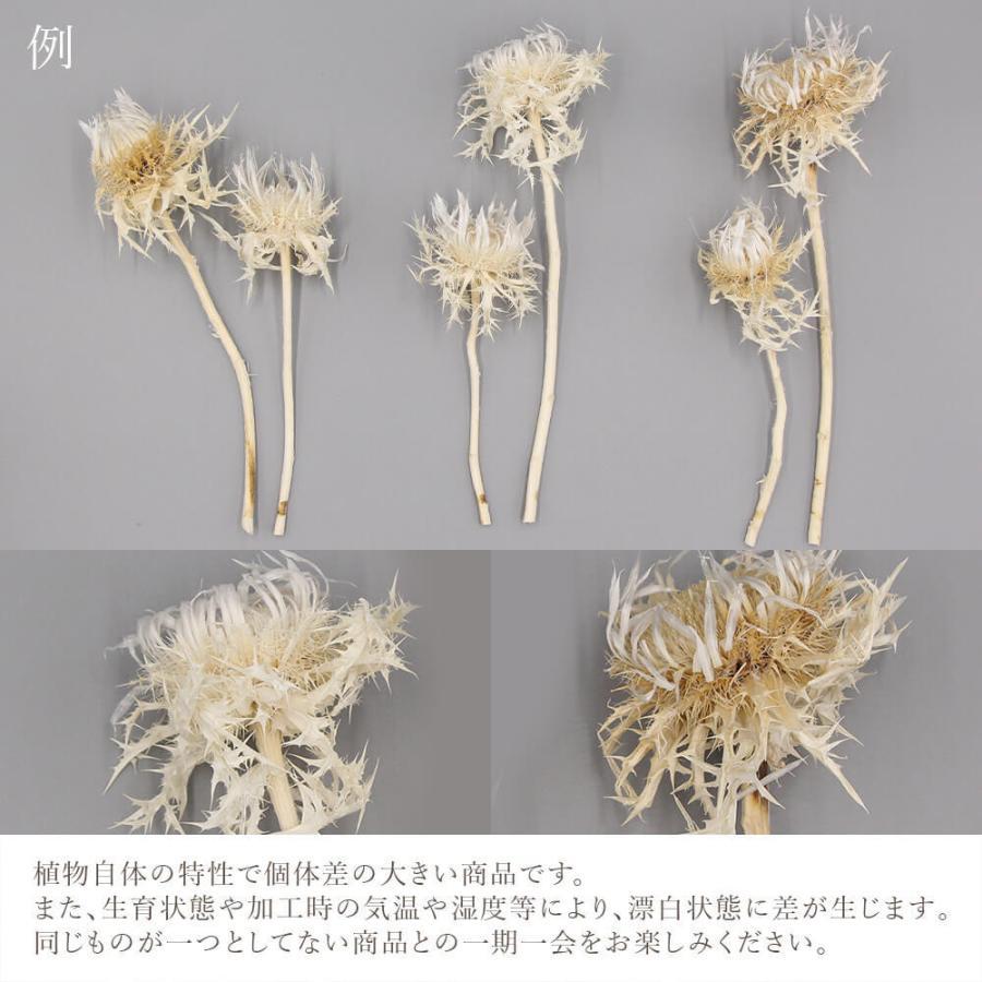 Branche様 確認用 ギンネム・ドライフラワーカット Branche様 確認用