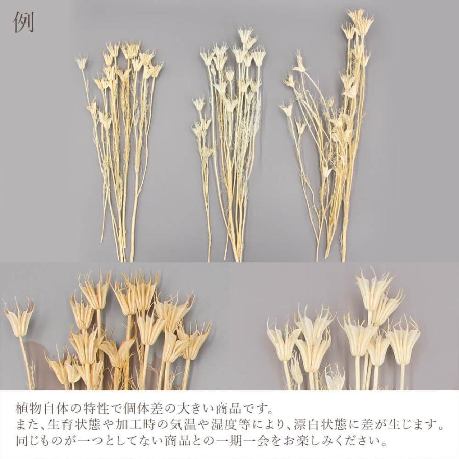 ドライフラワー 花材 即日出荷 ニゲラオリエンタス サラシ 素材 材料