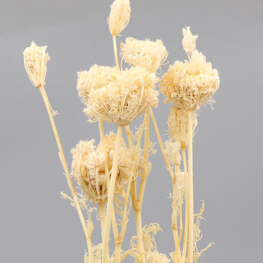 ドライフラワー 花材 即日出荷 アピアレス・小 サラシ(在庫限り ドライフラワー 花材 即日出荷 アピアレス・小 サラシ(在庫限り