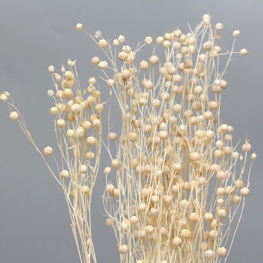 ドライフラワー 花材 即日出荷 フラックス サラシ 素材 材料 パーツ