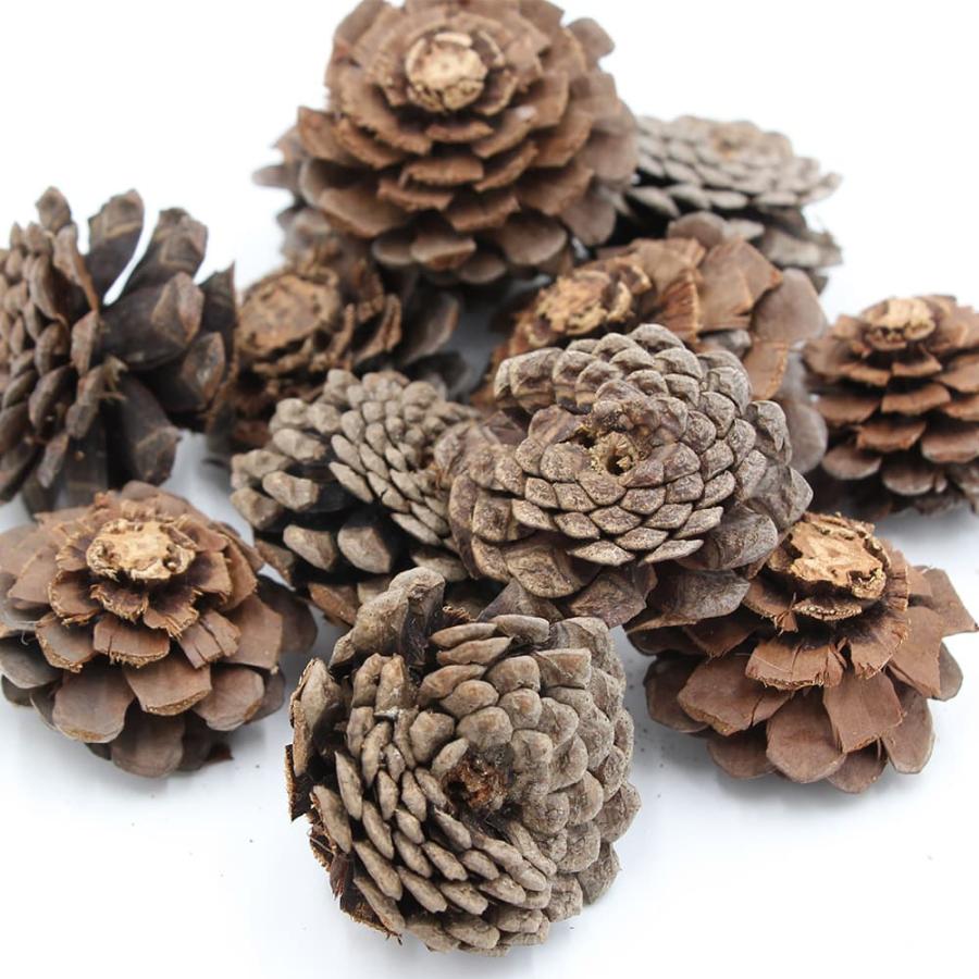 P5倍中 12/02 09:59迄】 ドライフラワー 花材 即日出荷 マツカサ