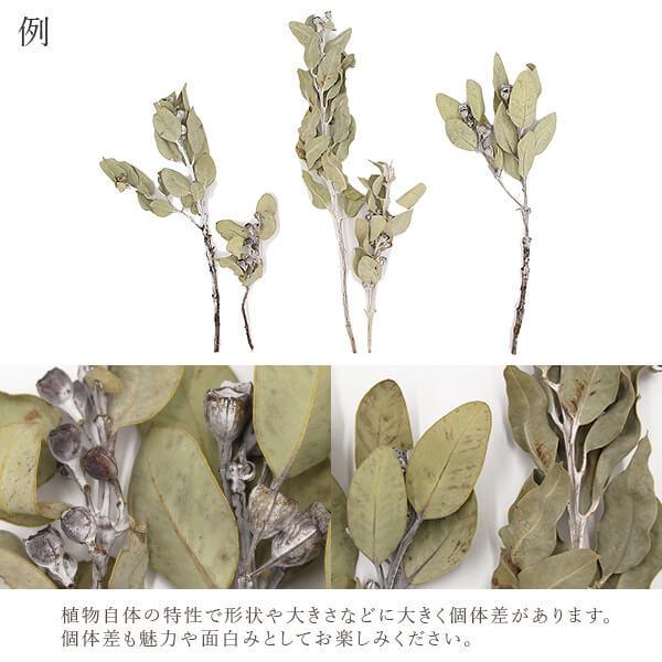ドライフラワー 花材 即日出荷 テトラゴナナッツ ワイルドフラワー