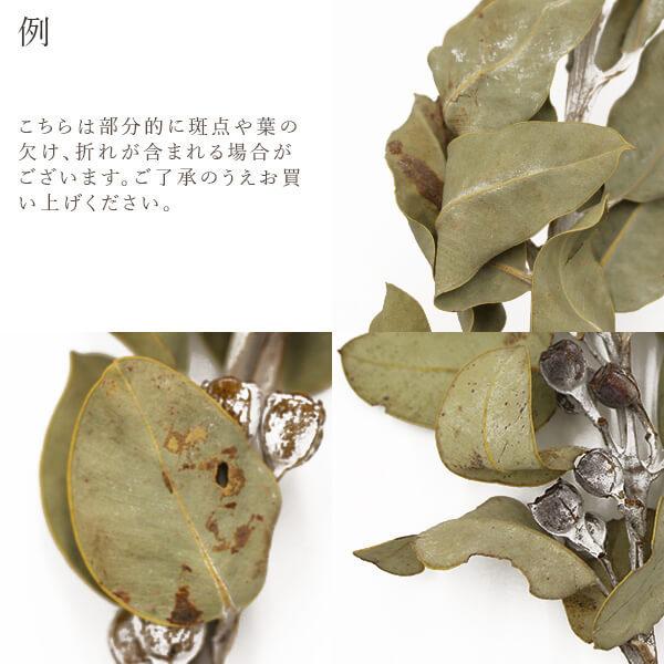ドライフラワー 花材 即日出荷 テトラゴナナッツ ワイルドフラワー