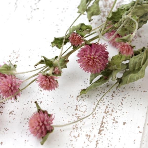ドライフラワー 花材 即日出荷 センニチコウ・ピンク スワッグ
