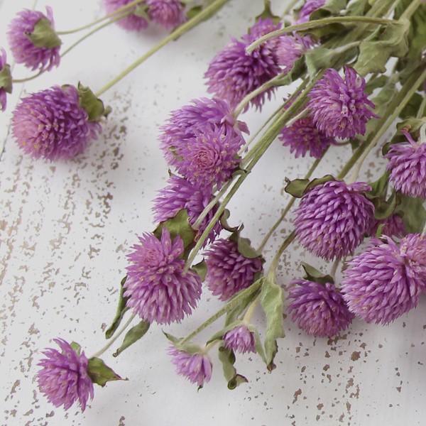 ドライフラワー 花材 即日出荷 センニチコウ・ライラック スワッグ