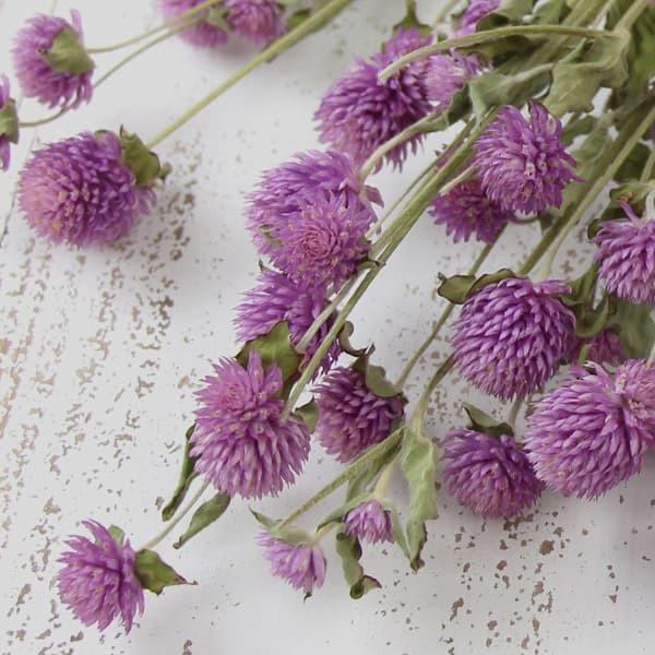 ドライフラワー 花材 即日出荷 センニチコウ・ライラック スワッグ