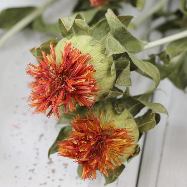 ドライフラワー 即日出荷 Coretrading 紅花 ナチュラル Cor 造花ドライフラワー専門問屋花びし 通販 Yahoo ショッピング