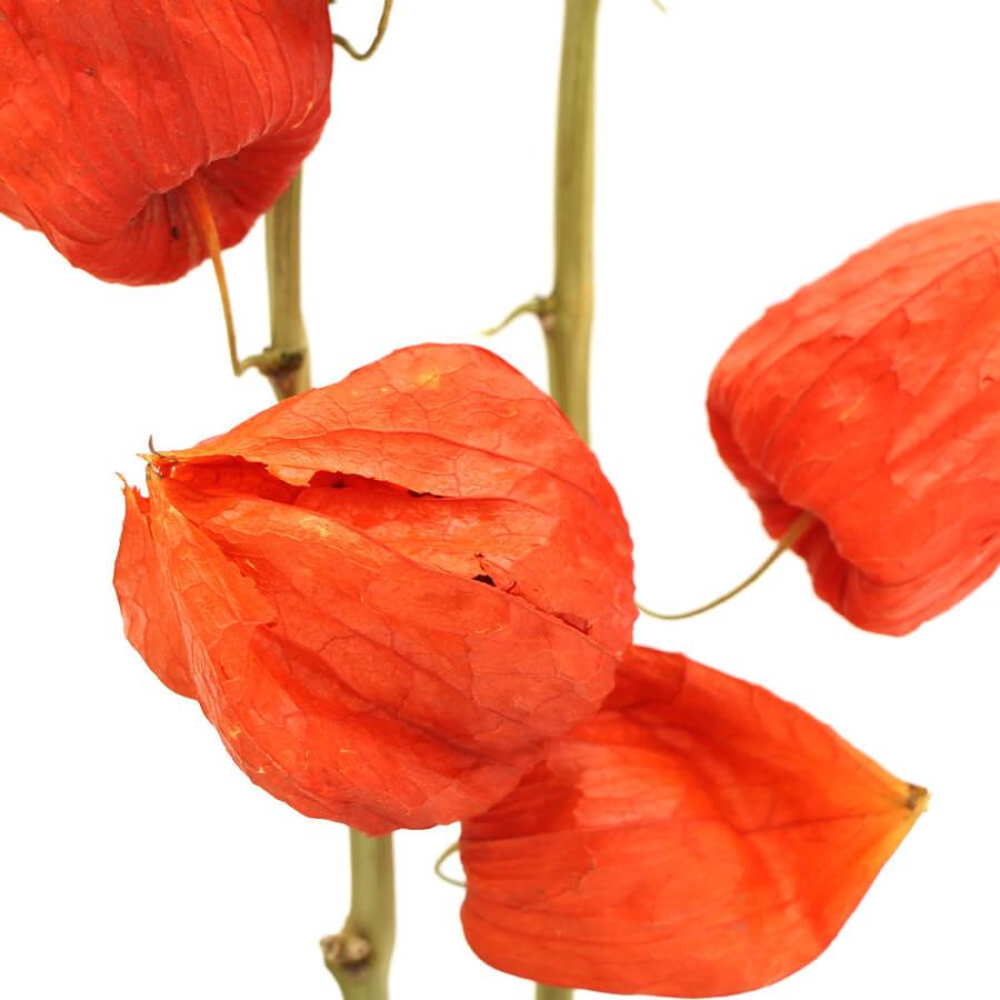 ドライフラワー 花材 即日出荷 Coretrading ホオズキ ナチュラル ほおずき 鬼灯 夏 オレンジ 風物詩 和モダン 和の花 花材 素材 Cor 造花ドライフラワー専門問屋花びし 通販 Yahoo ショッピング