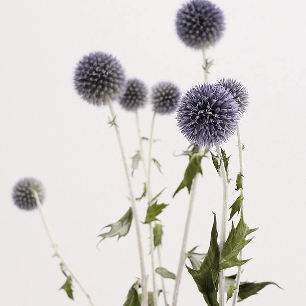 ドライフラワー 花材 即日出荷 Coretrading ルリタマアザミ ドライフラワー スワッグ ブーケ ドライフラワー花束 花束 リース 花 Cor 造花ドライフラワー専門問屋花びし 通販 Yahoo ショッピング