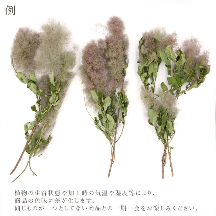 ドライフラワー 花材 即日出荷 スモークツリージャイアント ナチュラル